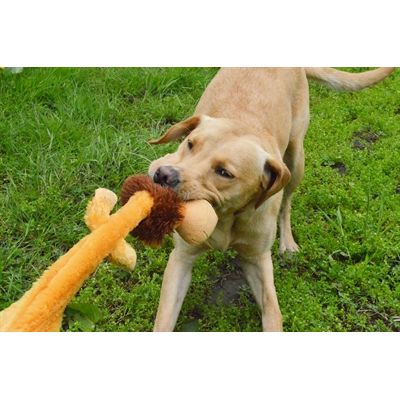 Happy Pet Wild Crinkler Leeuw