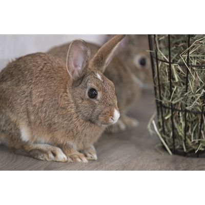 Trixie Hooiruif Hangend Met Deksel