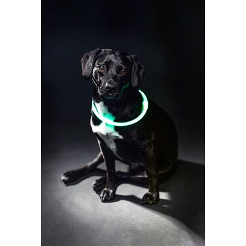 Trixie Lichtgevende Halsband Usb Flash Light Oplaadbaar Tpu Groen