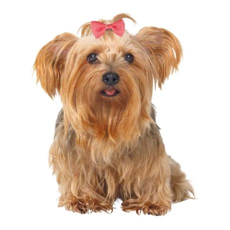 Trixie Hondenstrikje Assorti