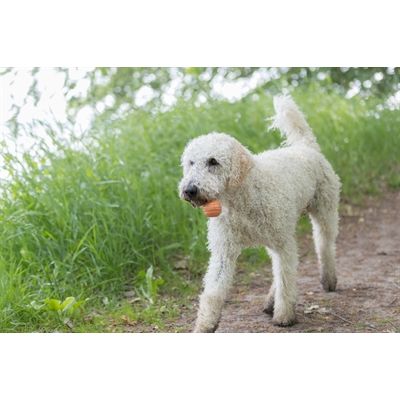 Trixie Be Eco Bal Drijvend Tpe Assorti