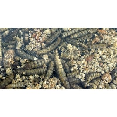 Utopia Roodborst / Merel / Winterkoning Mix