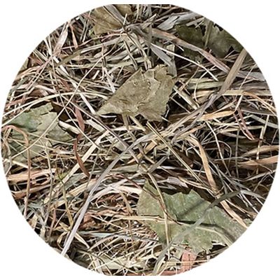 Utopia Timothy Hooi Met Berkenblad