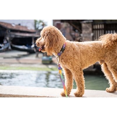Morso Hondenriem Verstelbaar Gerecycled Spring Blossom