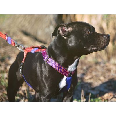 Morso Hondentuig H-Tuig Gerecycled Urban Lizard Rood