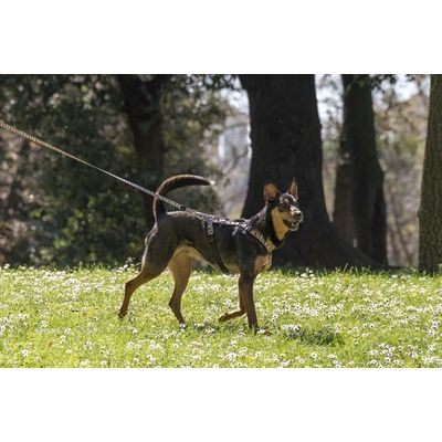 Morso Hondenriem Gerecycled Spaghetti Incident