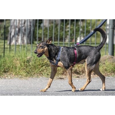 Morso Hondentuig H-Tuig Gerecycled Power Flow Zwart