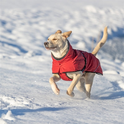 Trixie Hondenjas Winter Explore Thermo Rood