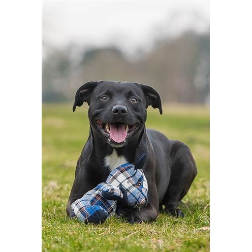 Rosewood Blueberry Beer Geruit Blauw