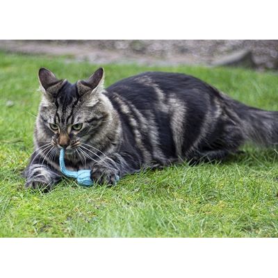 Battersea Tune Chaser Muizen Blauw / Groen