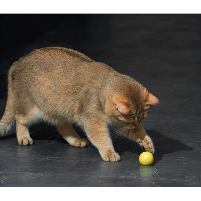 Eti Dynamische Speelbal Kat Assorti