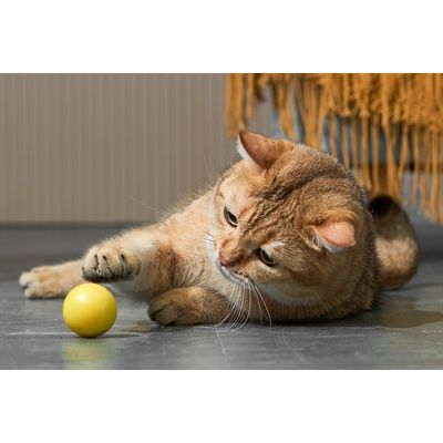 Eti Dynamische Speelbal Kat Assorti