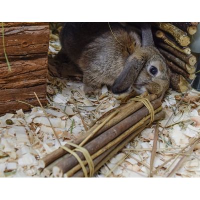 Nature First Happy Pet Willow Sticks