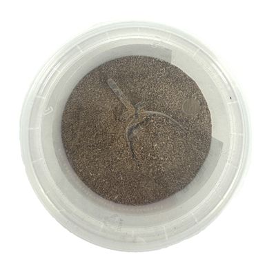 Dierendrogist Groenlipmossel Extract Veterinair